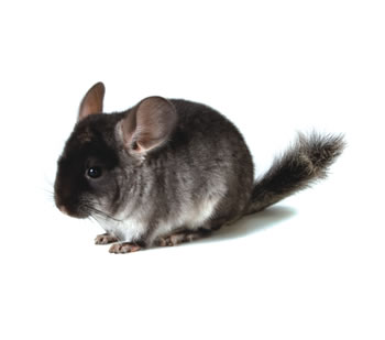 Chinchilla Black Vellvet