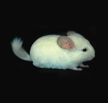 Chinchilla Blanca