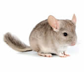 Chinchillas
