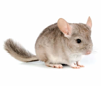 Chinchillas Beige