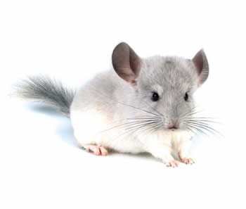 Chinchillas Blancas