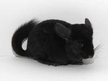 Chinchillas Ebony