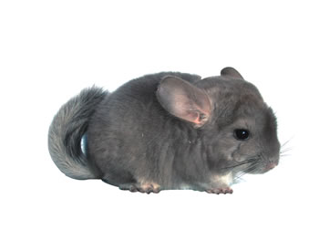 Chinchillas Violetas