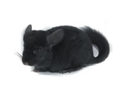 Chinchillas