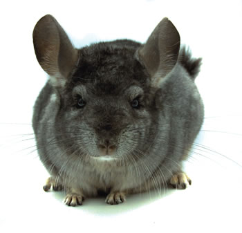 Chinchillas Grises