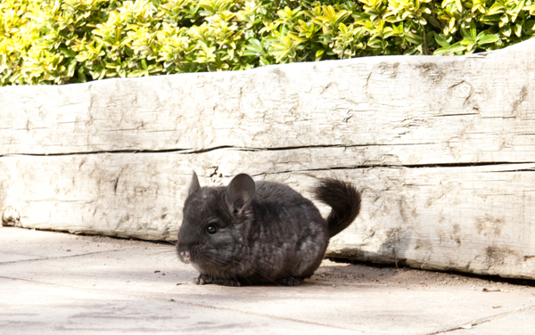 Chinchillas Historia y Origen