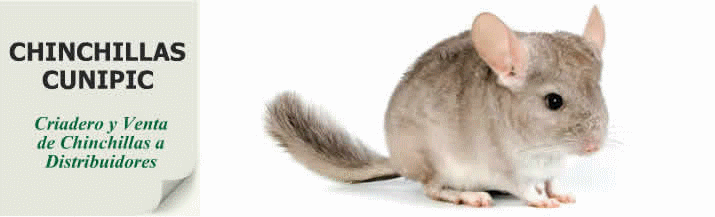 Chinchillas Mascotas